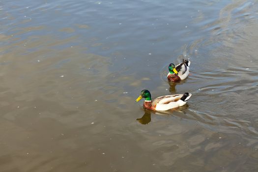 ducks floating in the water