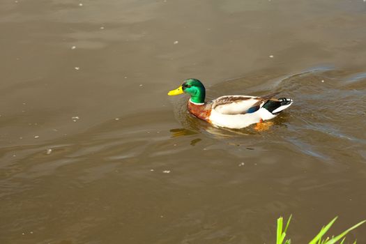 ducks floating in the water