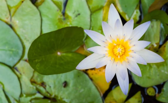 white lotus in pond with green leaf in background