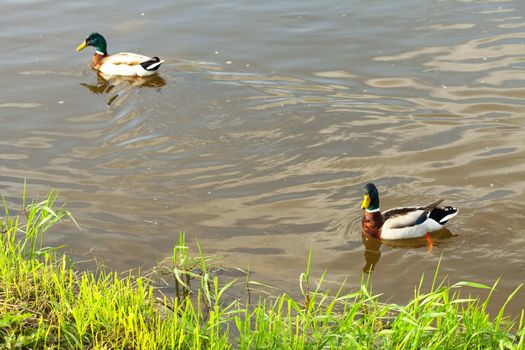 ducks floating in the water