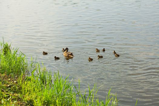 duck with ducklings swimming in the water