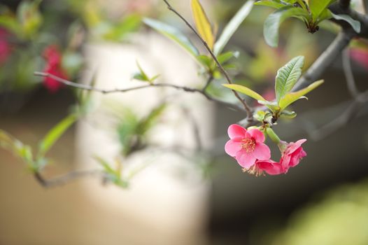 scarlet Malus spectabilis flower in a garden at spring