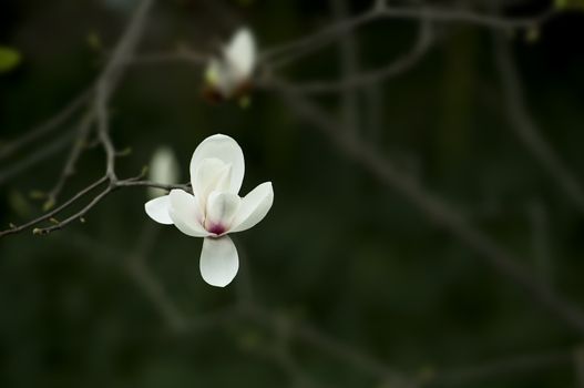 Magnolia denudata flower in a garden at spring