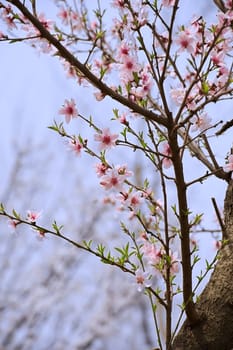 pink Peach blossom in a garden at spring