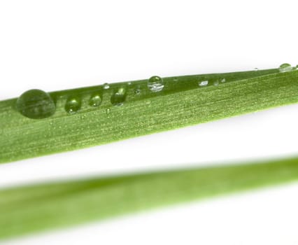 Water drop on the grass.