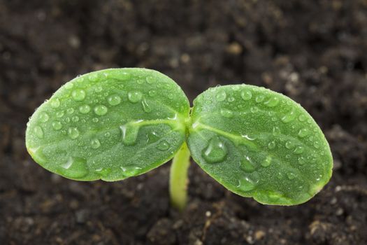 Small plant of cucumber