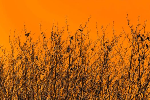 Silhouettes of dried high grassy plants against the orange sepia background 