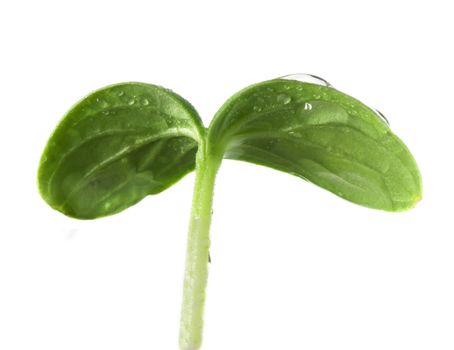 Small plant of cucumber