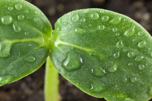 Small plant of cucumber