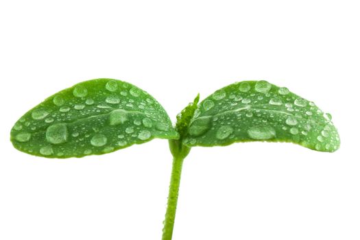 Small plant of cucumber