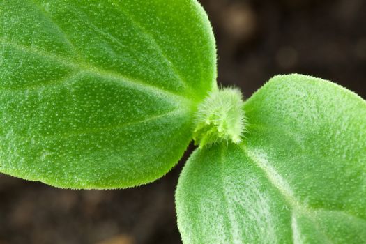 Small plant of cucumber