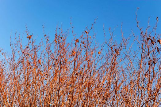 Dried stems of high grassy plants in the autumn setting sun rays against the background of blue sky