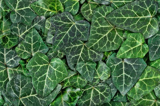 An illustration of dark green ivy leaves