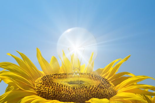 bulb in sunflower with reflections