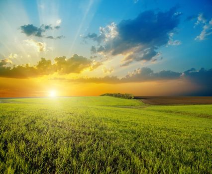 sunset over agricultural green field