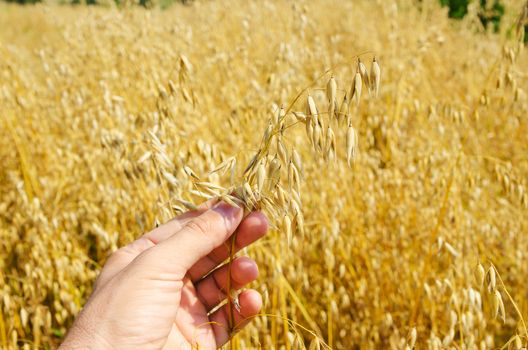 golden harvest in hand over field