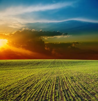 sunset over field with green grass