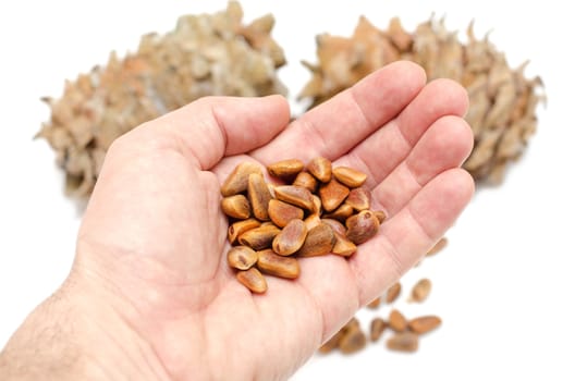 Cones and Nuts of Siberian Cedar Pine in hand. (Pinus sibirica)