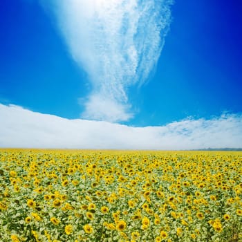 sunflowers field and white clouds on blue sky