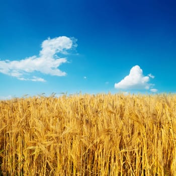 golden harvest on field under deep blue sky