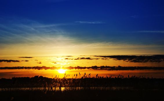 sunset over river with canes