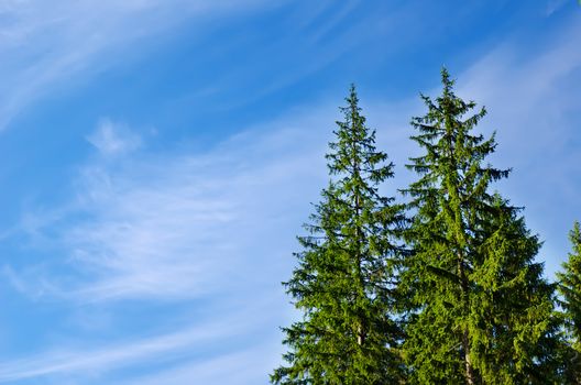 pines under deep blue sky