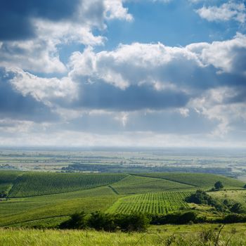 view to vineyard. Ukraine, Trans-carpathian