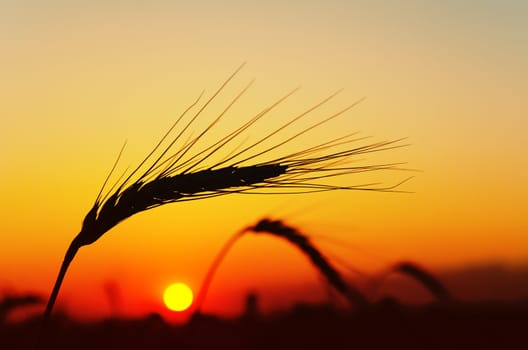 ear of ripe wheat with sun on background