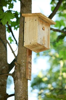 starling house on the tree