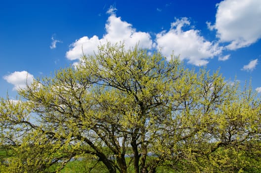 spring tree under clouds