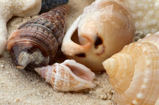 Beautiful Ocean Shells, Seashell and Conch Shells with Droplets closeup on Sand and Pebbles background