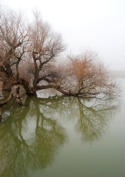 Tree in swollen Danube river waters in winter, reflection