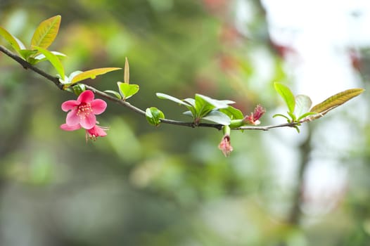 scarlet Malus spectabilis flower in a garden at spring