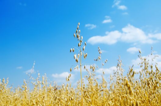 oats closeup under cloudy sky