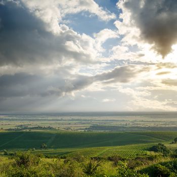 view to vineyard in Ukraine, Trans-carpathian region