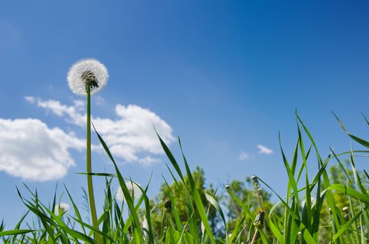 old dandelion in green grass field and blue sky