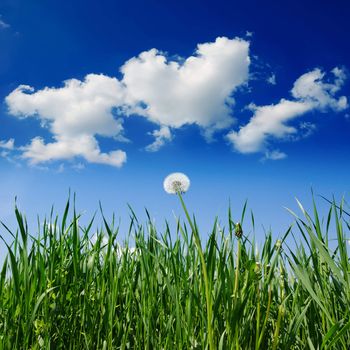 old dandelion in green grass field and blue sky