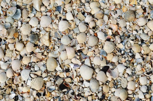 shells closeup as background