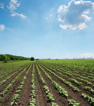 field with green shots of sunflower under cloudy sky