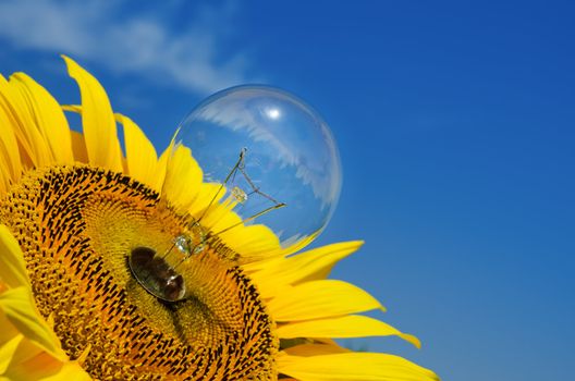 old light bulb and sunflower