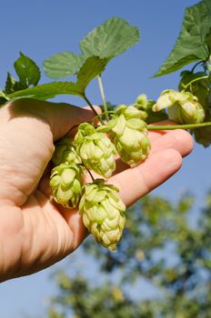 green hops in hand