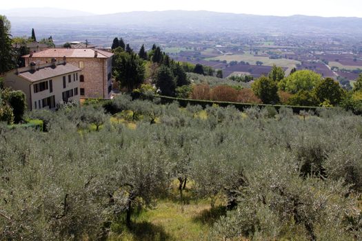 Olive trees in Assisi, Italy.  In the Umbria region.
