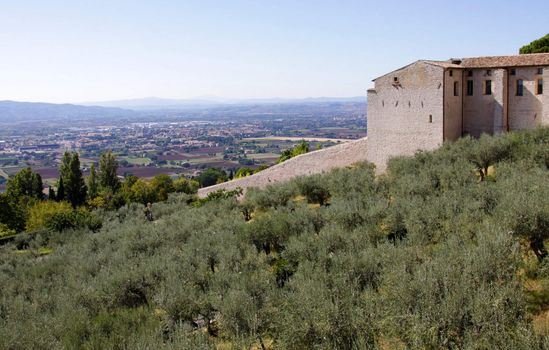 Olive trees in Assisi, Italy.