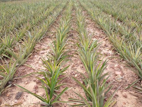 Row of young pineapple fruit growing in pineapple fruit field. 