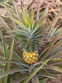 Pineapple fruit growing in pineapple fruit field. 