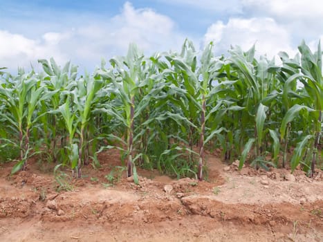 Rows of young corn plants on a farm 