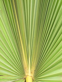 Closeup texture and detail of palm Leaf
