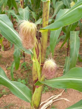 Row of corn growing at a farm