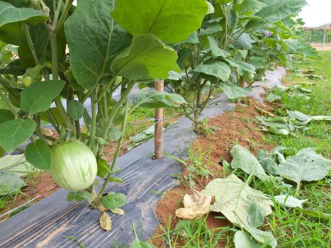 Big Thai green eggplant growing at a farm