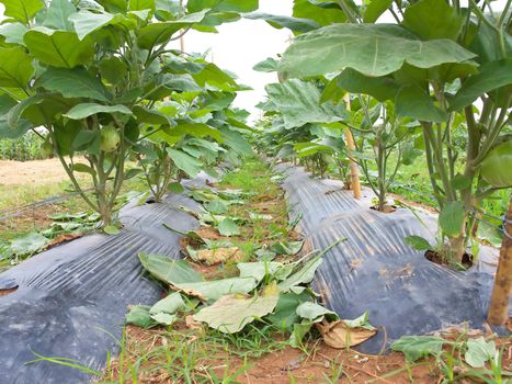 Big Thai green eggplant growing at a farm